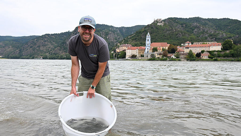 300.000 Störe in der Donau ausgewildert