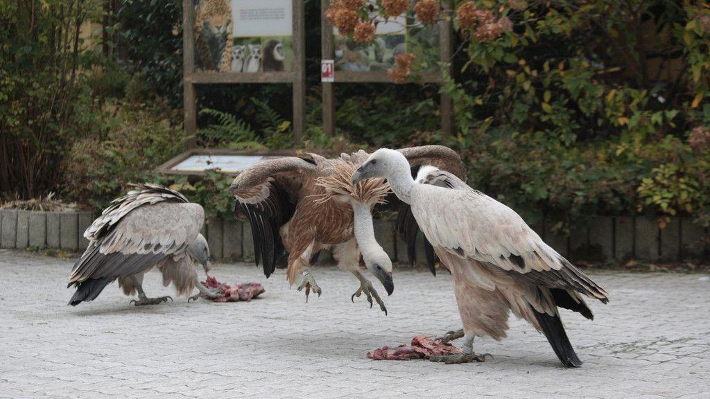 "Gypsi" fliegt mit Salzburger Geiern
