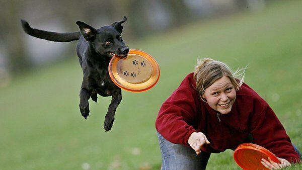 Sportarten wie Hundefrisbee boomen