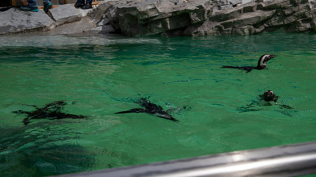 Zoo Salzburg, Brillenpinguine
