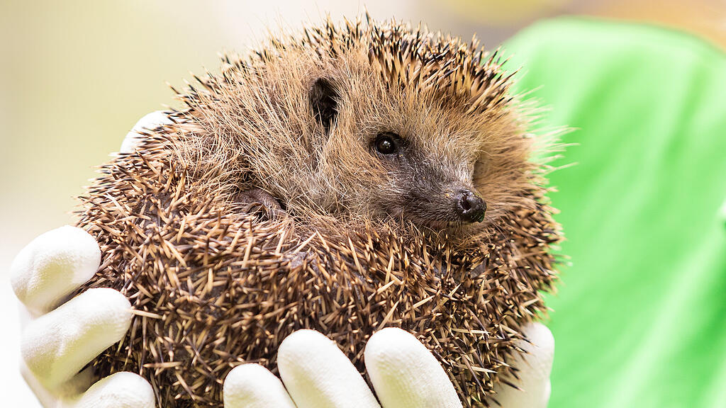 Bornavirus bei Igel in Bayern
