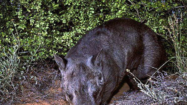 Weltweit leben nur noch 250 Haarnasenwombats in freier Wildbahn
