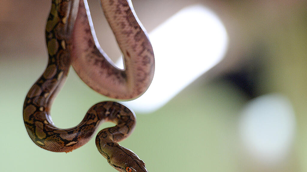 Die Python hatte den Kleinen in seinen Fängen.