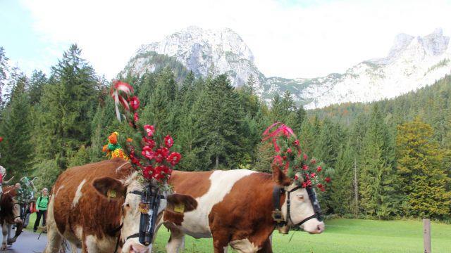 Bilder vom Almabtrieb