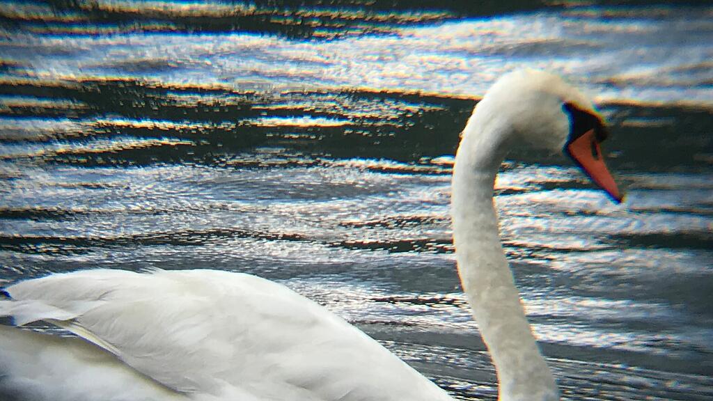 Schwan