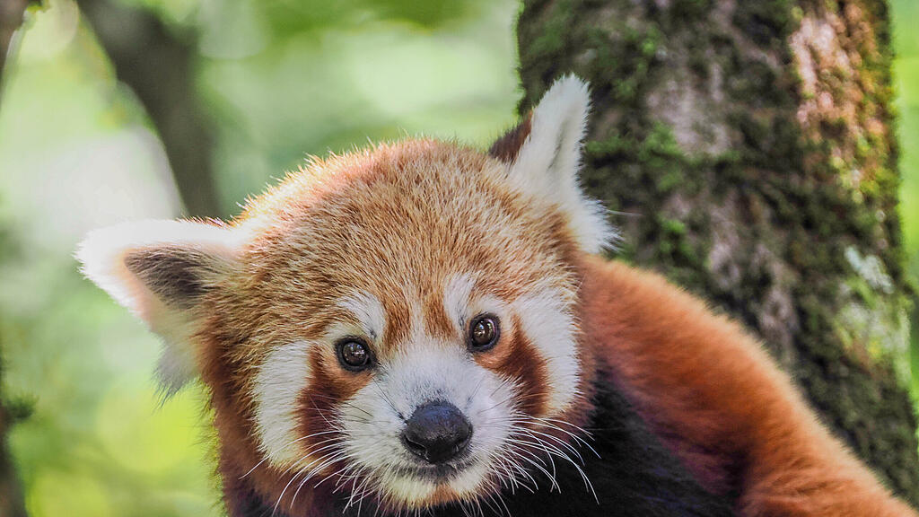 Roter Panda Haku erstmals auf Erkundungstour_c_ZooSBG Angelika Köppl (7).jpg
