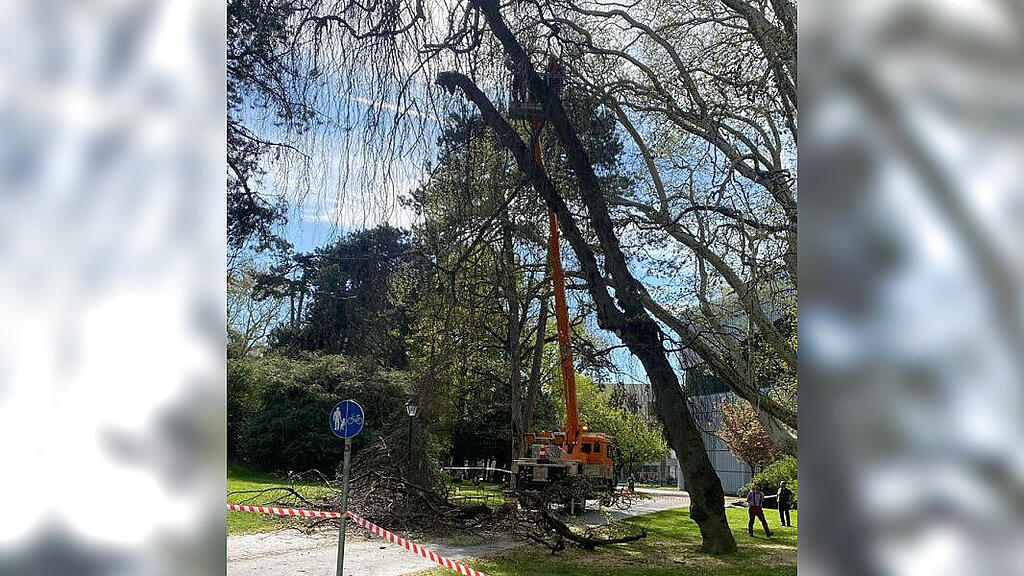 Hängebuche