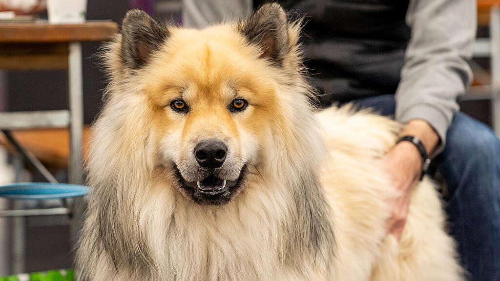 Internationale Hundeausstellung Salzburg 2022