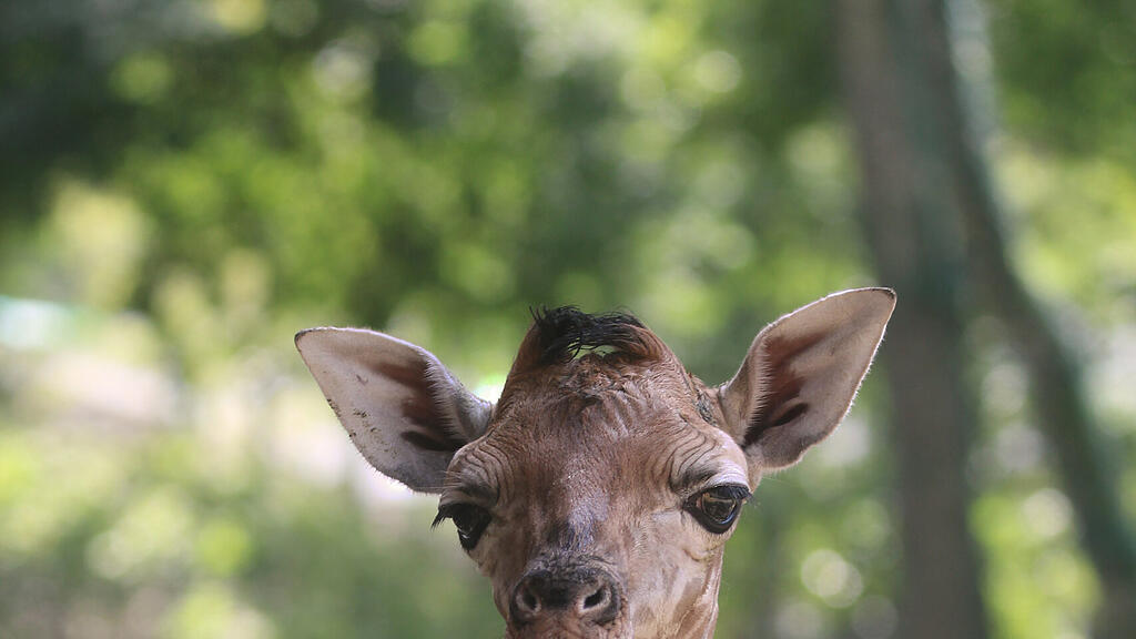 Giraffe, Zoo Schmiding, Roth, Giraffenbaby, Rothschild-Giraffen
