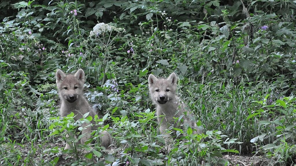 Polarwölfe, Zoo Salzburg, Tierbabys