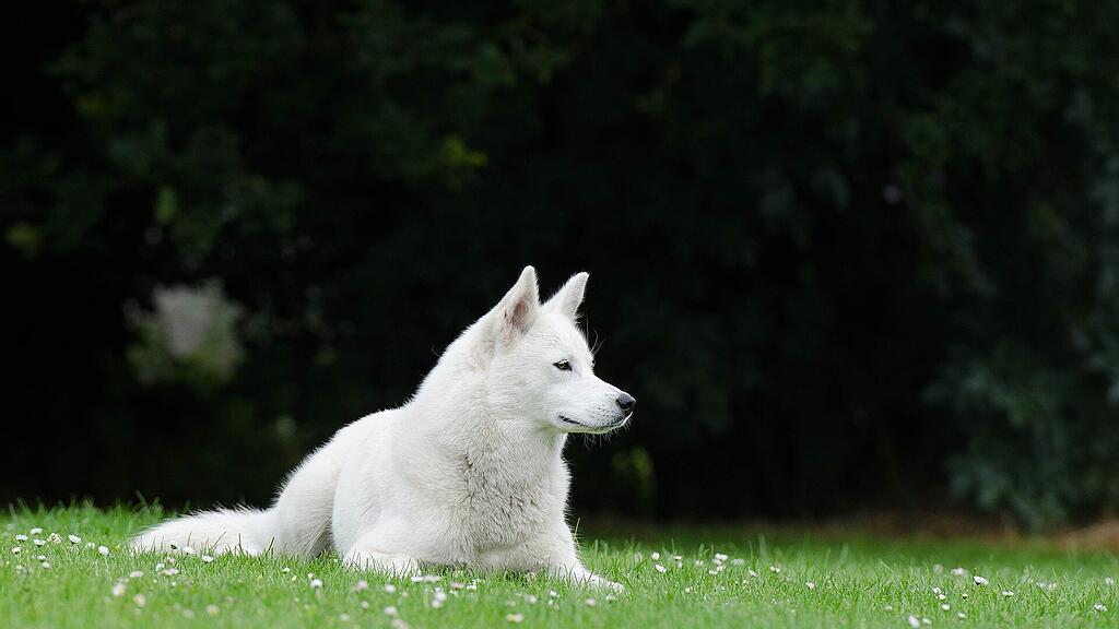 symb_Husky