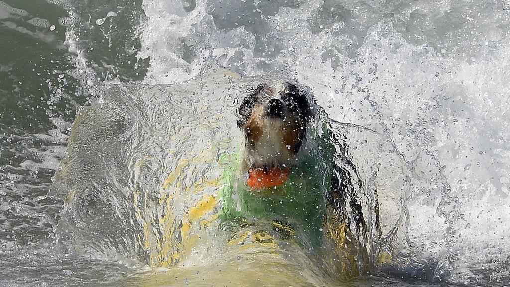 Hundesurfen in Kalifornien