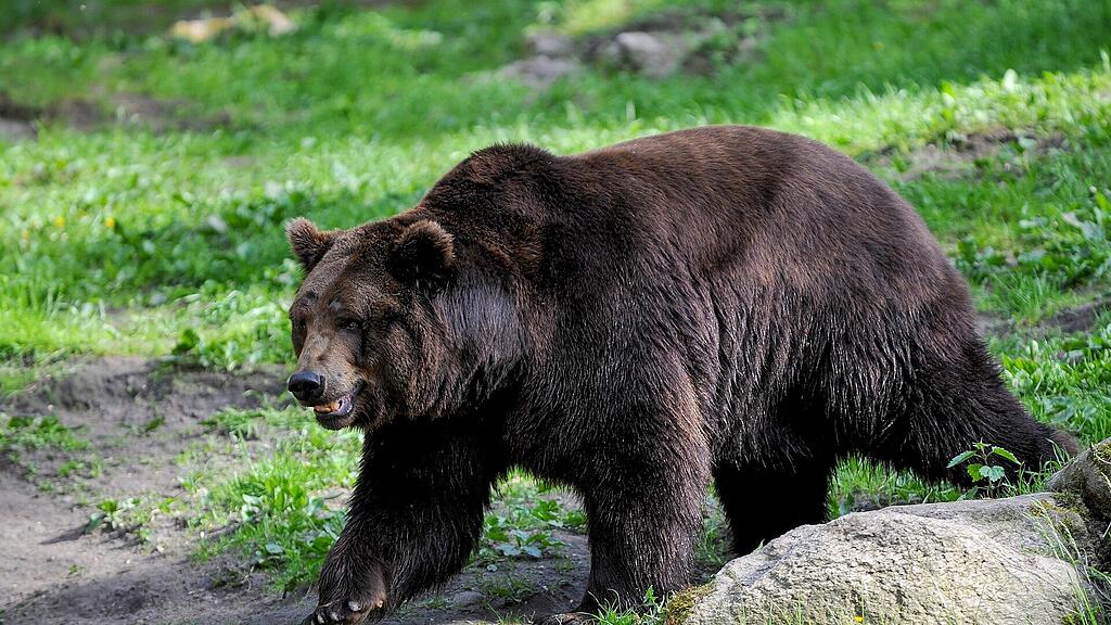 symb_bär