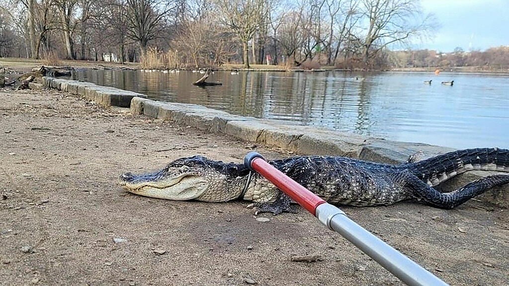 Alligator New York