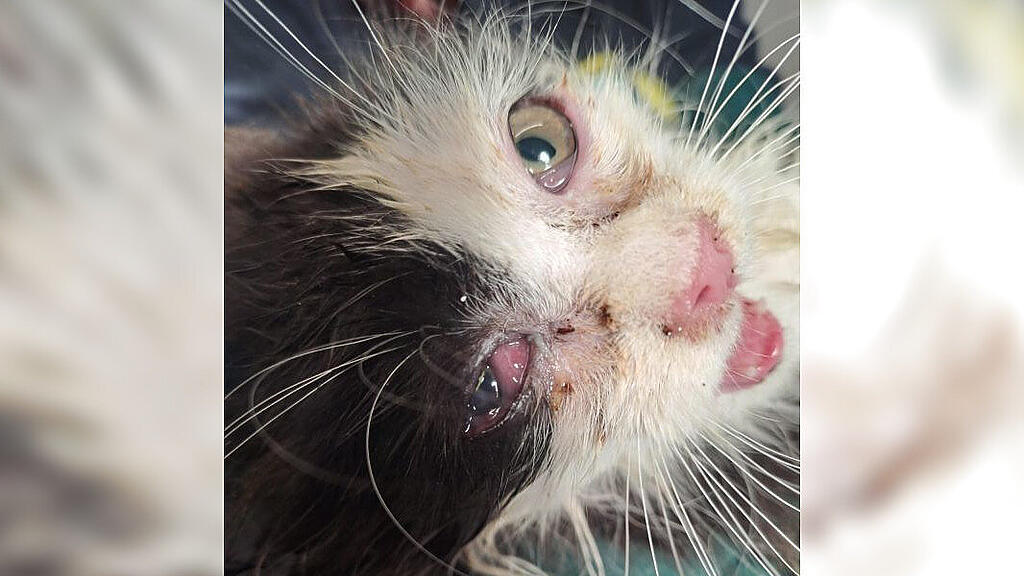 Ausgesetzt Katzenbabys