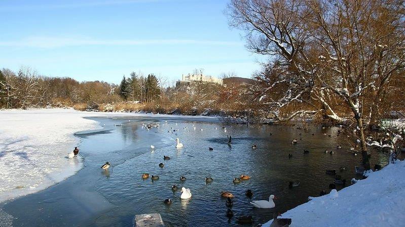 Eisfläche am Lepi-Weiher