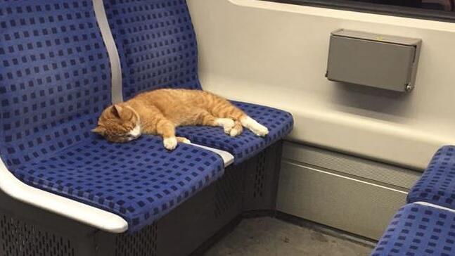 Die Katze sorgte für Aufsehen auf Facebook und Co.