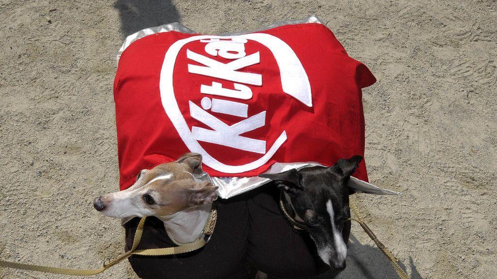 Hunde in Halloween-Kostümen