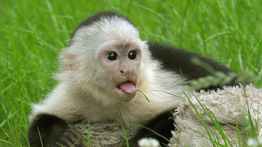 Die beeindruckendsten Tierbilder KW 26