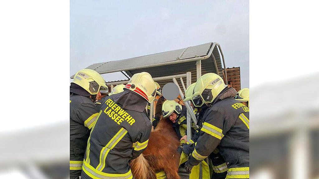Feuerwehr befreit Pony in NÖ