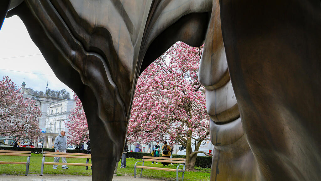 Magnolienbäume am Makartplatz