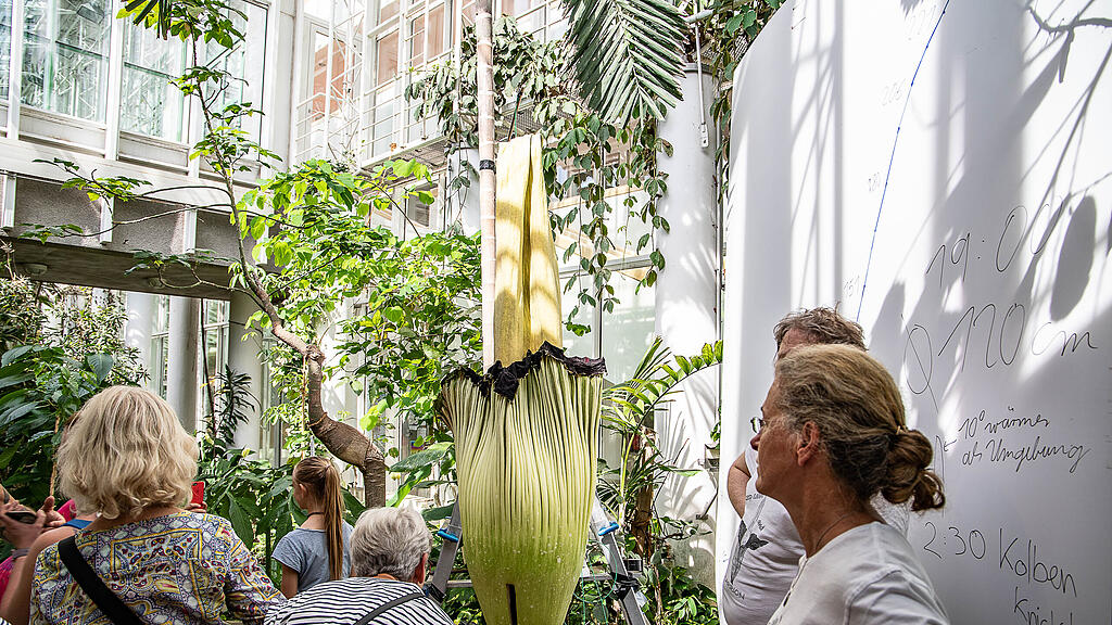 Titanenwurz, Nawi Salzburg