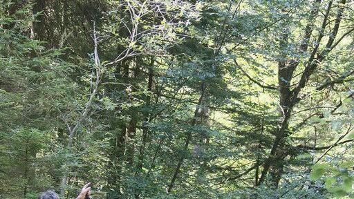 Wanderin stürzt auf Reiter Alpe in Bachbett