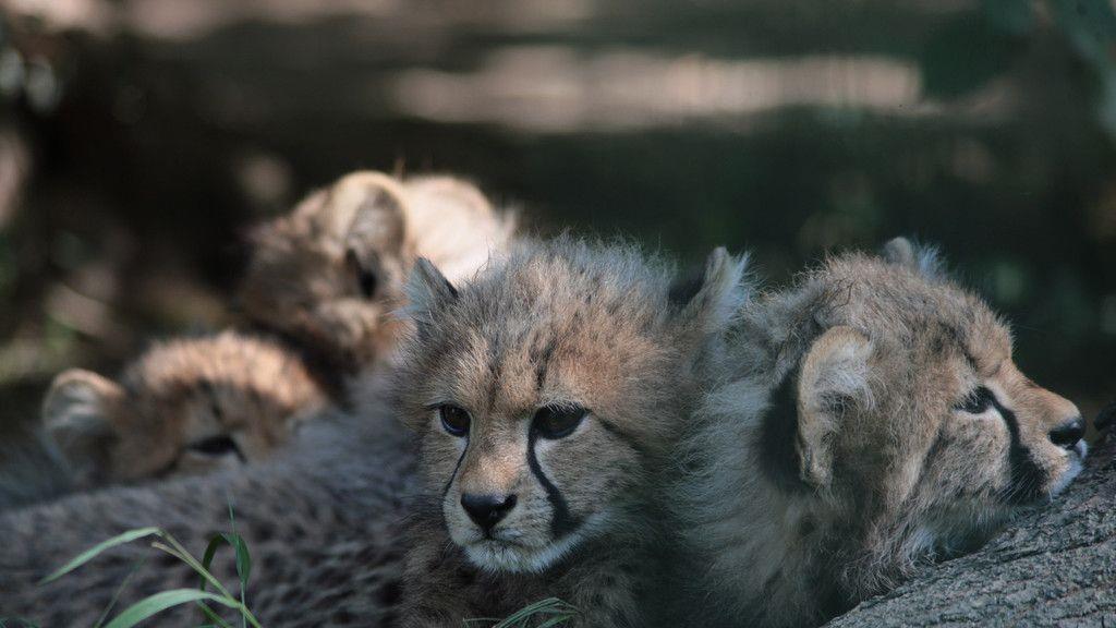 Gepardennachwuchs erkundet Zoo