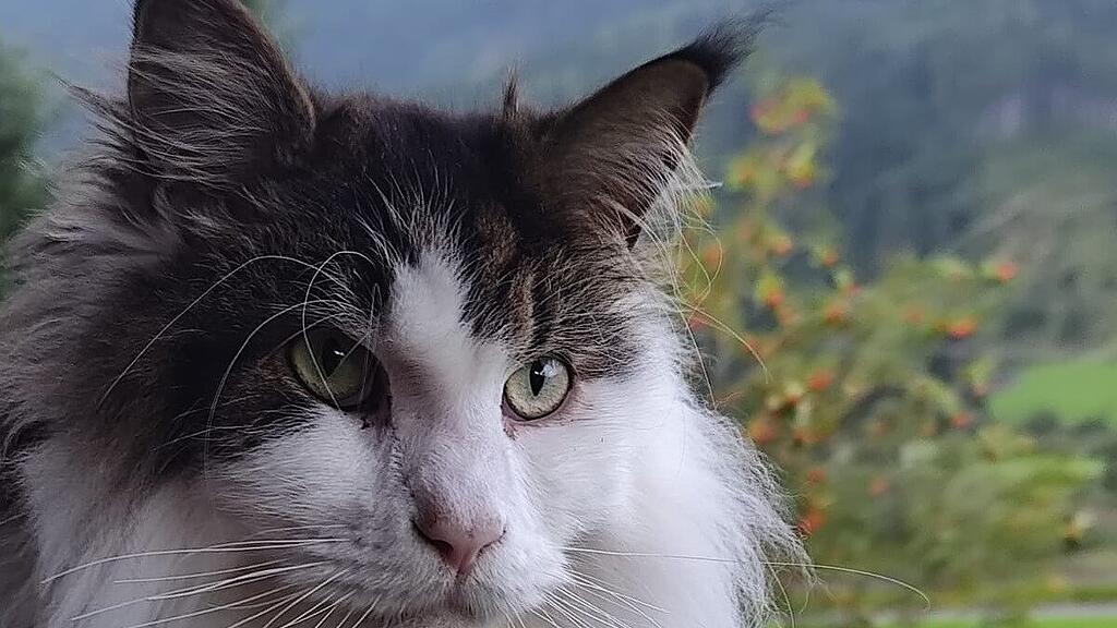 Weltkatzentag 2024
