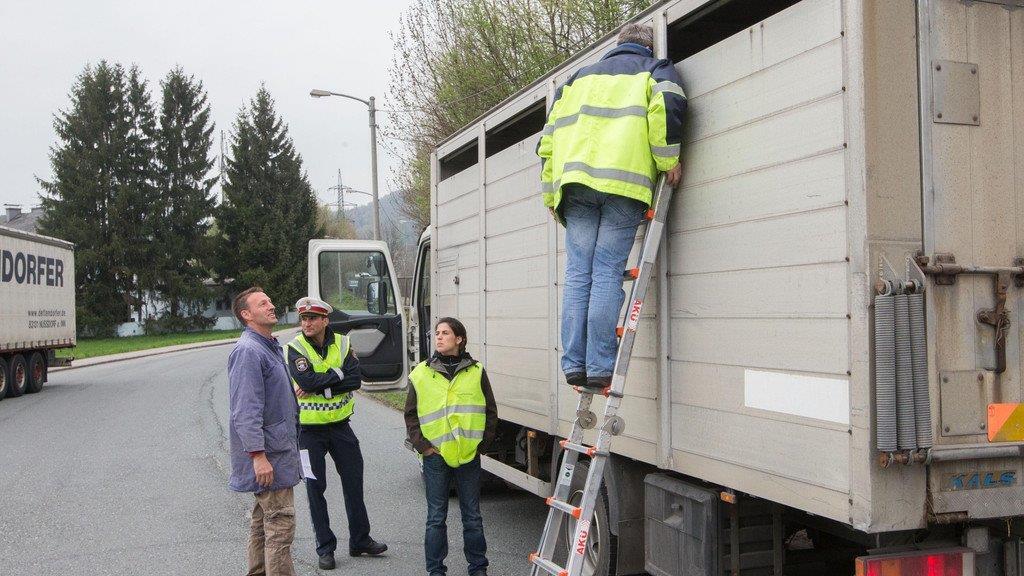 Tiertransporte kontrolliert