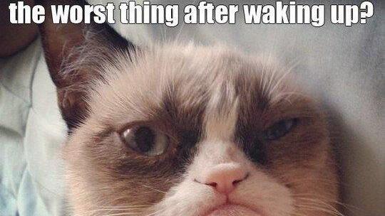 Tard, the grumpy cat: Die besten Memes