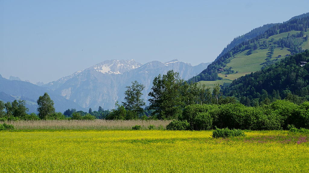 Im Naturschutzgebiet Zeller See blüht es
