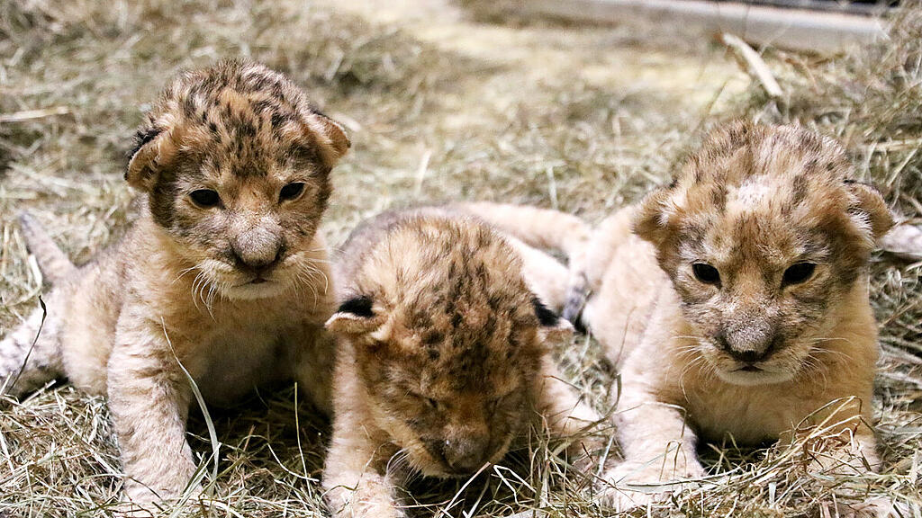 Diese Löwenbabys sind in Herberstein zu sehen