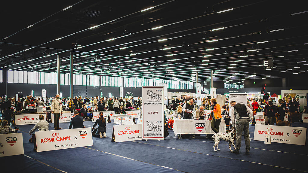 Rassehunde Ausstellung