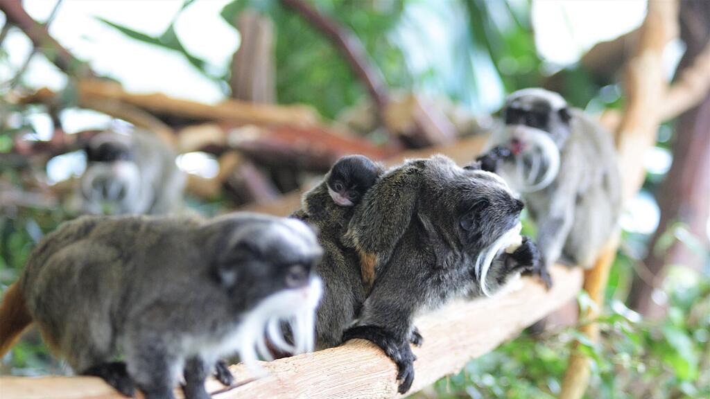 Kaiserschnurrbarttamarin Salzburg Zoo