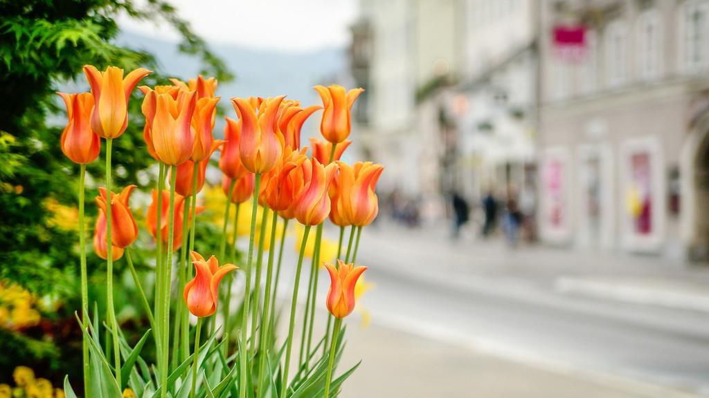 Radfrühling