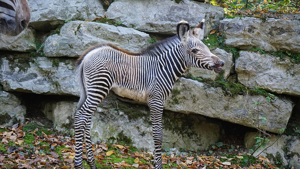 Niedlicher Zebra-Nachwuchs im Salzburger Zoo.