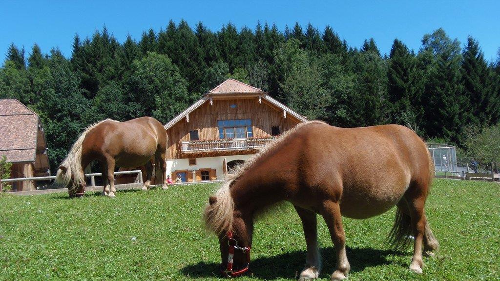 Impressionen der Tiere