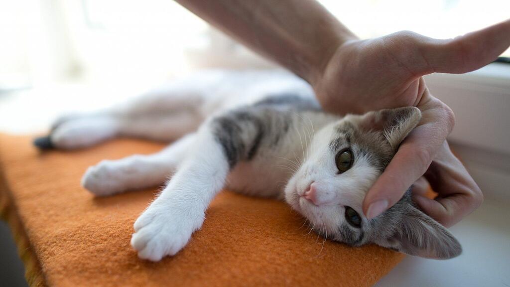 Österreichs Katzen- und Hundebesitzer sind sich überraschend einig: Luna führt die Hitliste der weiblichen Tiernamen an.