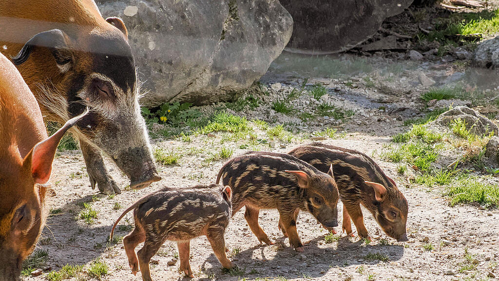 Nachwuchs bei Pinselohrschweinen