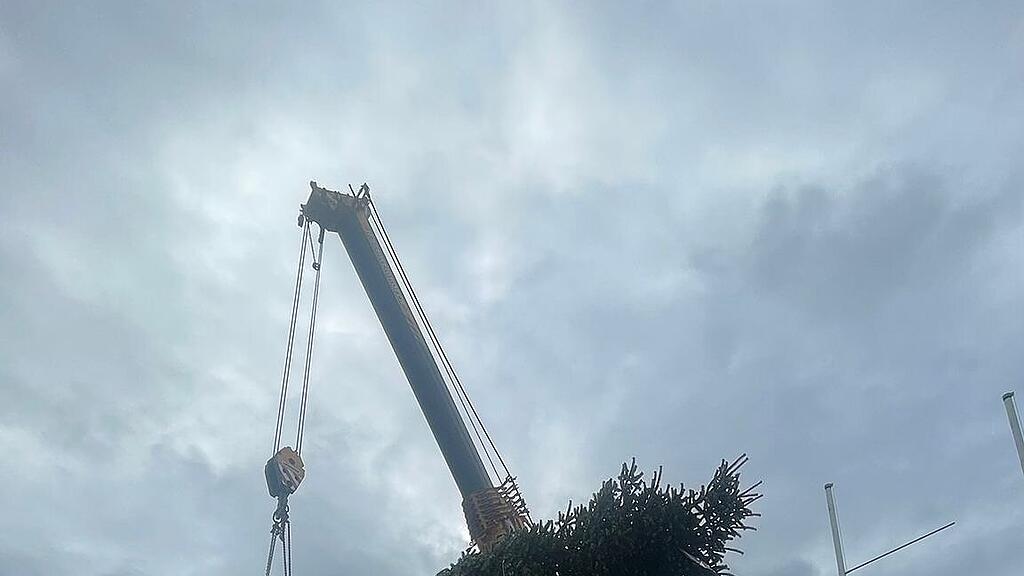 Christbaum wird verladen