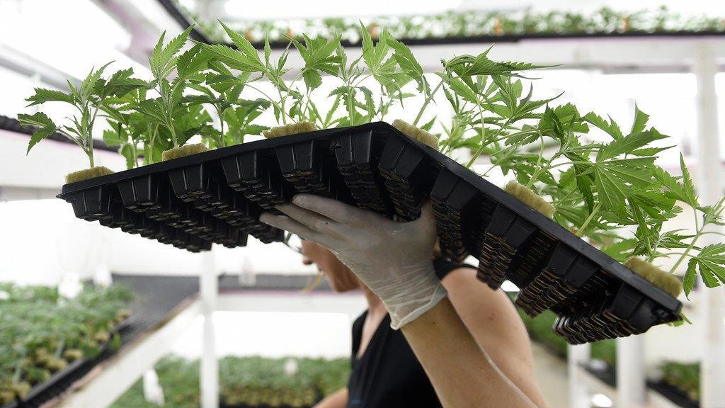 Legale Cannabiszucht