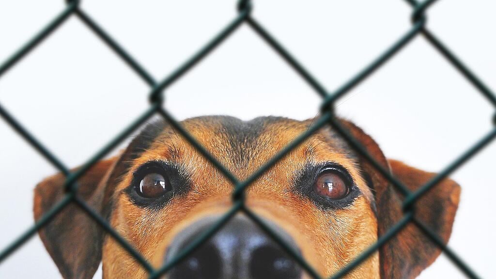 symb_hund symb_tierschutz symb_tierheim