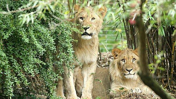 Tiere auf dem Zoo-Gelände