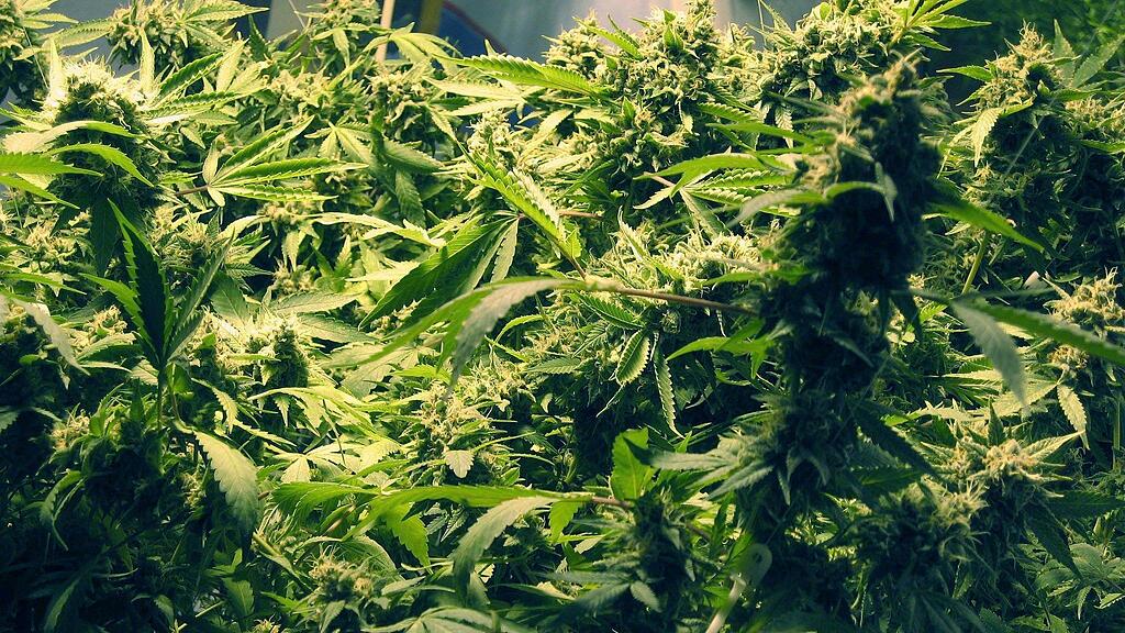 Die Polizei hat acht Cannabispflanzen in einem Keller in Henndorf sichergestellt.