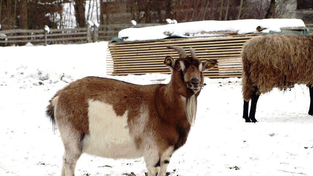 Winterspaziergang am Mondsee