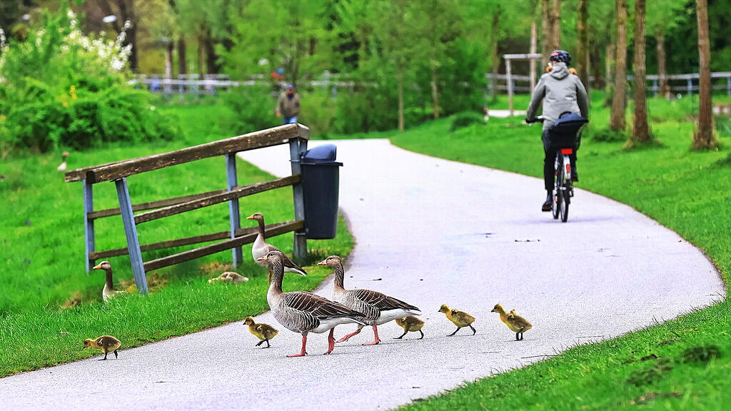 Gänse am Almkanal