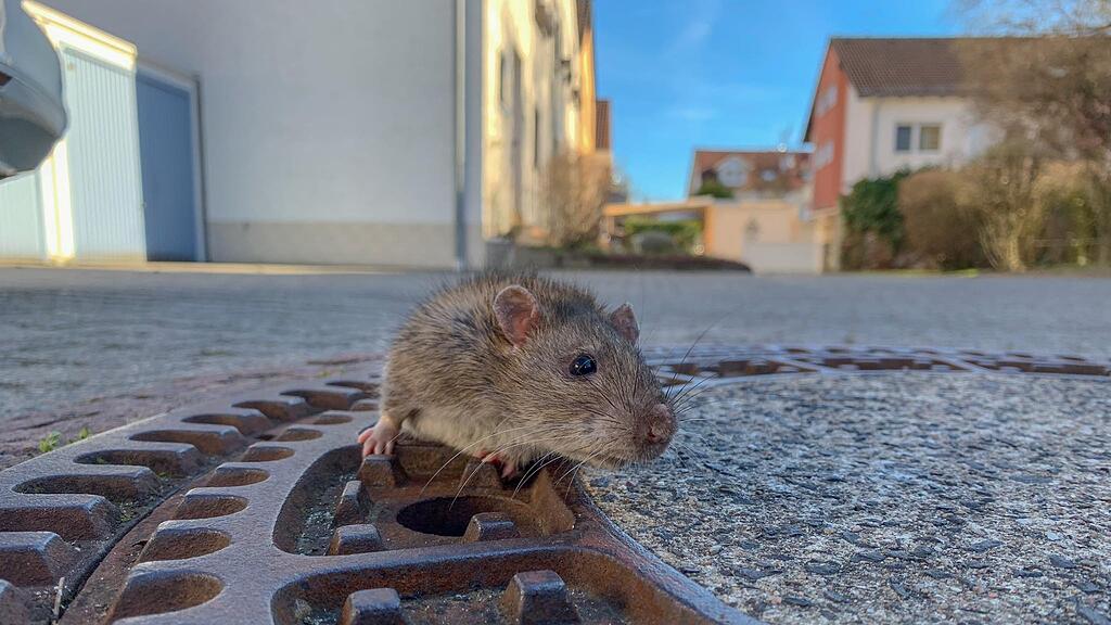 Ratte in Hessen gerettet