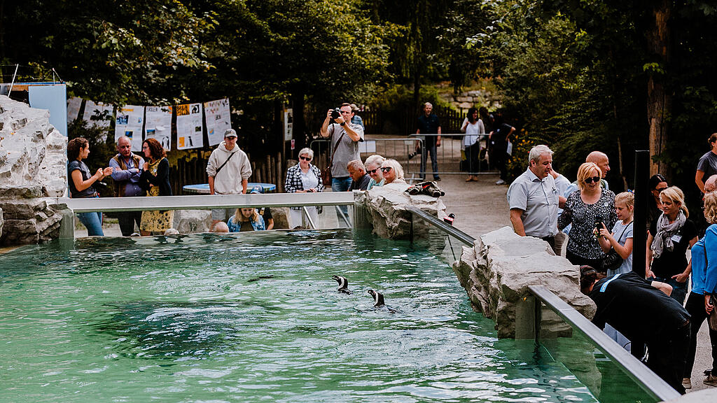Zoo Salzburg, Brillenpinguin, Pinguin