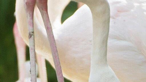 Flamingo-Küken im Tiergarten Schönbrunn geschlüpft